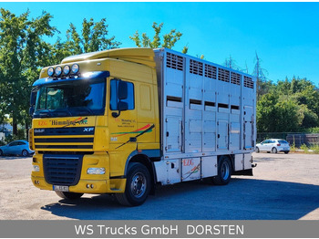 Camion bétaillère DAF XF