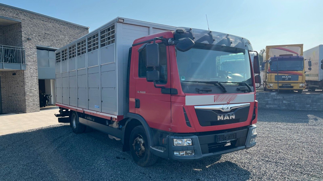 MAN TGL 10.220 Viehtransporter Rampe Trennwände - Camion chevaux: photos 3 MAN TGL 10.220 Viehtransporter Rampe Trennwände - Camion chevaux: photos 3