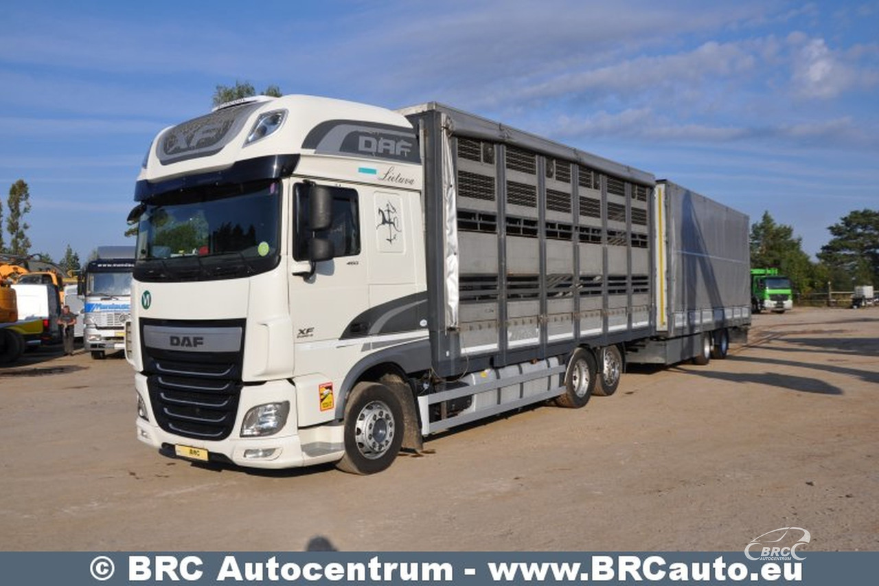 Camion bétaillère DAF XF 460 FAR: photos 11