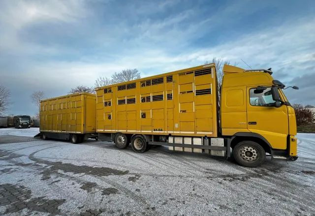 Volvo FH 420 • KABA • Transport Zwierząt 3xŚwinie/ 2xBydło 3-piętrowy • Euro 5 • Retarder • Oś podnoszona i skrętna - Camion bétaillère: photos 3 Volvo FH 420 • KABA • Transport Zwierząt 3xŚwinie/ 2xBydło 3-piętrowy • Euro 5 • Retarder • Oś podnoszona i skrętna - Camion bétaillère: photos 3