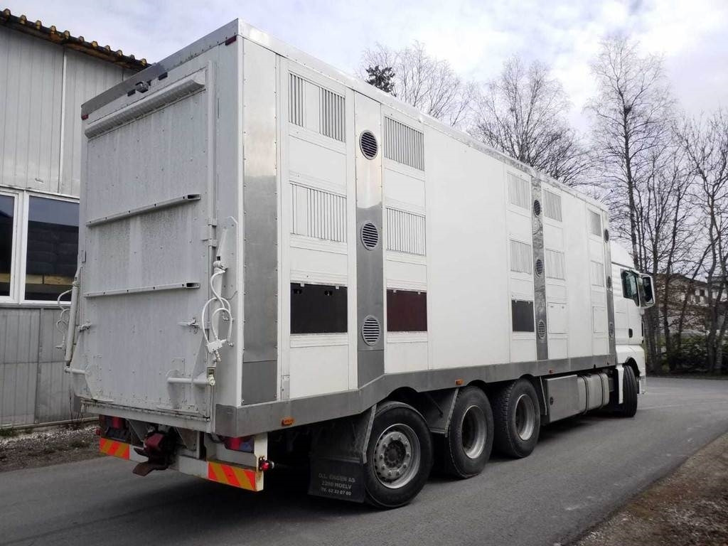 MAN TGX 35.540 8X4 TRIDEM ANIMAL - Camion bétaillère: photos 3 MAN TGX 35.540 8X4 TRIDEM ANIMAL - Camion bétaillère: photos 3