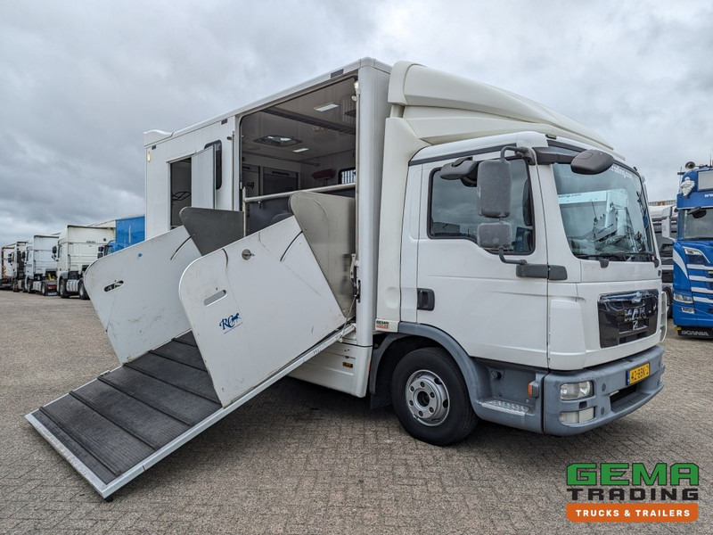 MAN TGL 12.250 4x2 Euro5 EEV RC HorseTruck - 2a3 Paards - 135.000km - MARGE (V821) - Camion chevaux: photos 3 MAN TGL 12.250 4x2 Euro5 EEV RC HorseTruck - 2a3 Paards - 135.000km - MARGE (V821) - Camion chevaux: photos 3