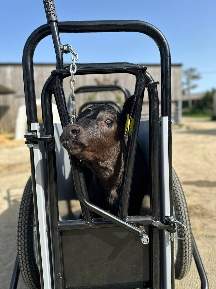 Wózek do przewozu cieląt - Matériel d'élevage: photos 1 Wózek do przewozu cieląt - Matériel d'élevage: photos 1